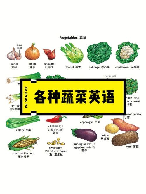 蔬菜的英语怎么说